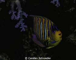 young Pomacanthus imperator by Carsten Schroeder 